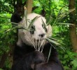 Rejtőzködő panda