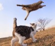 Repülő macska