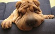 Szundikáló Shar-pei