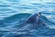 Úszkáló delfin