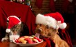 Kutya és cica karácsonyi hangulatban