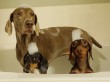 Fürdőző kutyusok