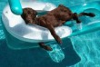 Lazuló kutyus a medencében