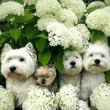 Virágos kutyatár