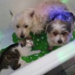 Kutyák és cica - fürdetés előtt