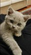 Perzsa kölyök cica