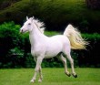 Fehér lovon