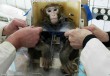 Kísérleti állat - majom a laborban