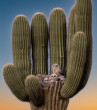 Kaktusz, bagolyvár