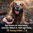 Kutya és ember