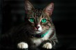 Smaragdzöld szemű cica