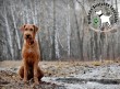 Az erdőben vadat űző kutya törvényesen - szabadon kilőhető! Vigyázz!
