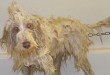 Bolhás kutyára: fürdetés és bolhaírtás