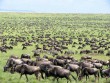 Kenyai nagy - nyári állatvéndorlás