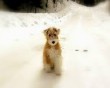 Kutya hideg - Orpheus Állatvédő Egyesület
