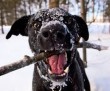 Kutyajáték a zord hidegben - imádjuk a telet :)