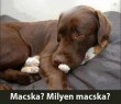 Macska? Milyen macska?!