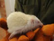 Szegeden találták a ritkaságszámba menő albínó sünit