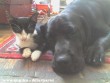 Picúr és Boby,avagy kutya macska barátság