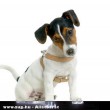 Jack Russel Terrier (kis kölyök)