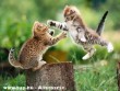 Harcos harci macskák