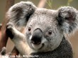 Koala maci