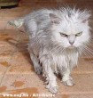 A cica a fürdõszobának bosszút esküdött 