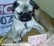 Kártyázó kutya