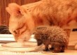 A cica és a süni együtt ebédel