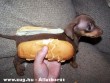 Ehetõ Kutya - hot dog?!