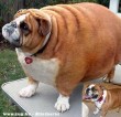 Elhízott / dagi kutyus