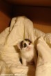 Õ itt Müzli, az örökbeadandó kiscicák egyike, kislány cicus
