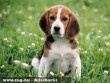 Beagle kutyus