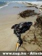 Olajszennyezésben elpusztult madár