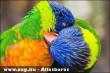 Papagáj csók