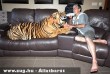 Panjo gazdájával a kanapén - bengáli tigris