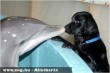 Kutya a delfináriumban