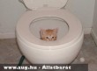 Cica a vécében