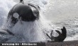 Fókára vadászik a gyilkos bálna
