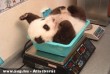 Mennyit nyom egy kis panda?