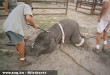 Brutális elefánt idomítás egy cirkuszban