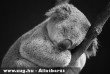 A Koala kedvenc idõtöltése