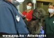 Kis gorilla orvosi vizsgálat elõtt