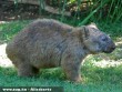 Egy felnõtt Wombat