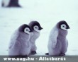 Pingvin kölykök