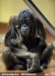 Orángutánbébi született az Állatkertben