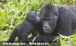Gorilla, és kölyke Kongóban