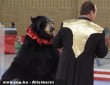 Állatkínzás egy cirkuszi medve mutatványa?