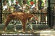 Tigris a Szegedi Vadasparkban