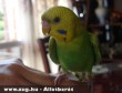 Hullámos papagáj
